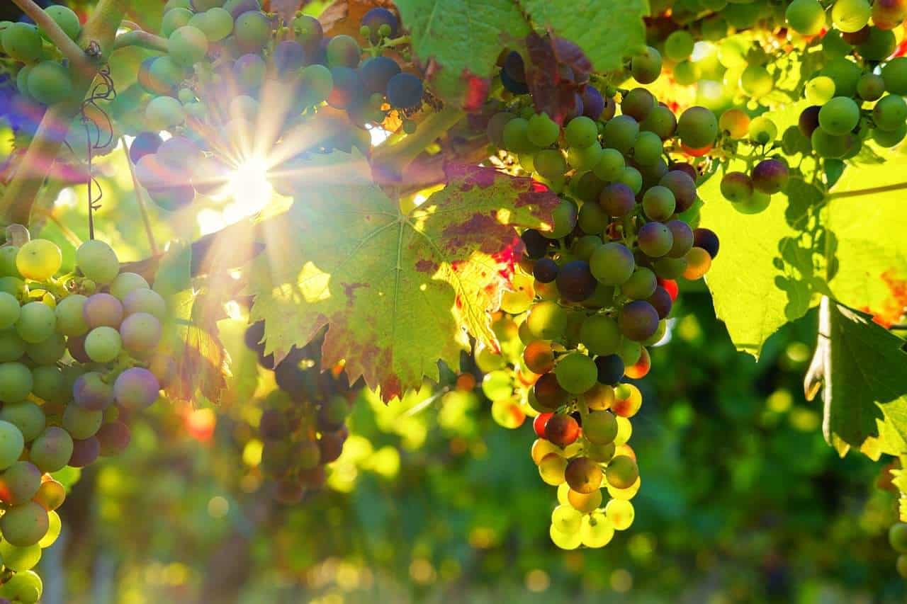 Jesus the Vine