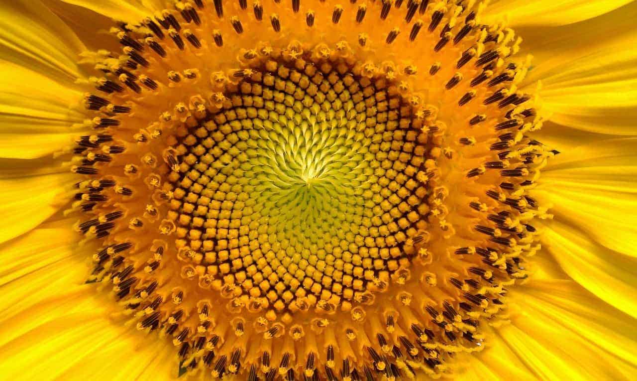 Sun light