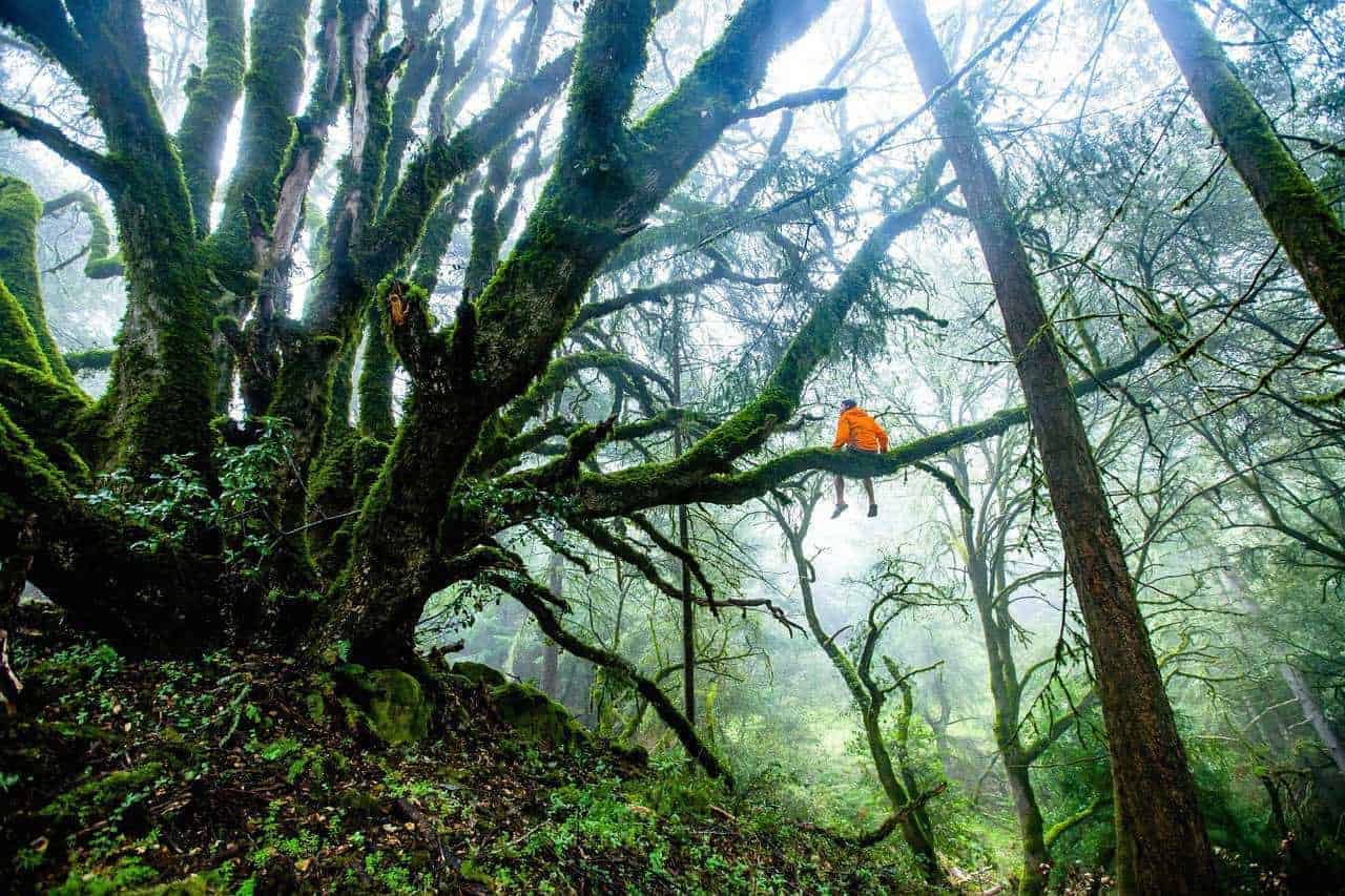 Seeing The Forest For the Trees So Your Actions Move You Forward Not In Circles