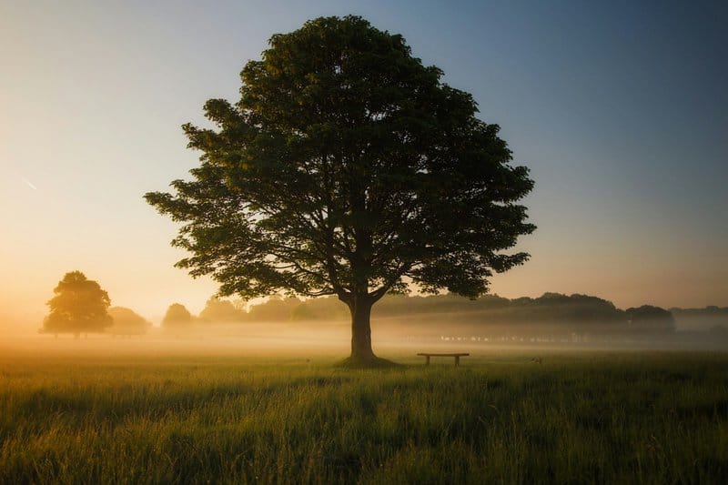 green leafed tree surrounded by fog during daytime