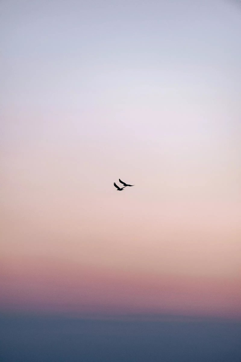 Image of two birds flying high