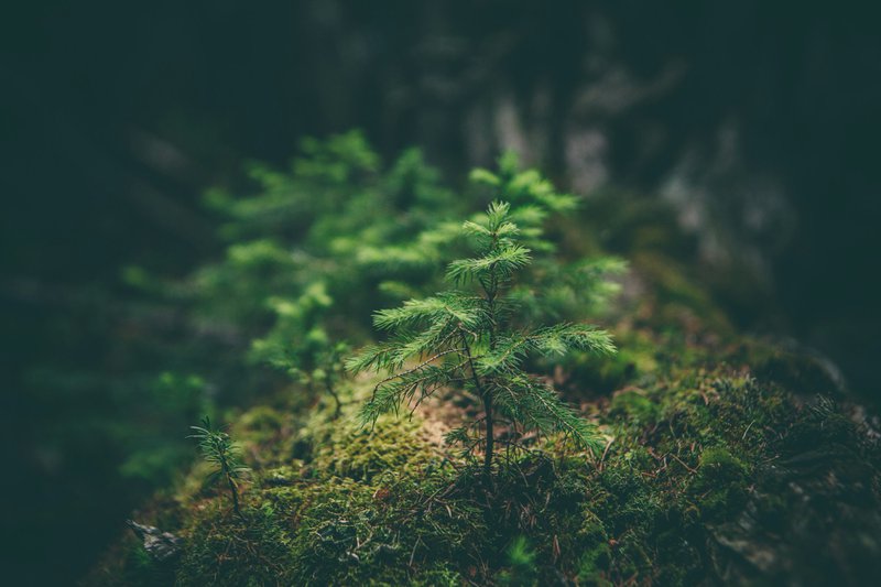 selective photography of green leaf plant